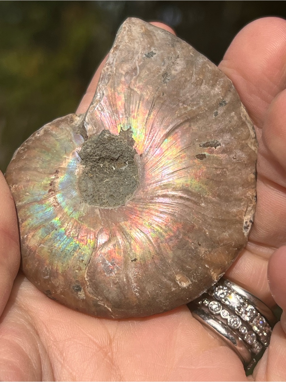 Ammonite (9) fossil with stand | Crystal